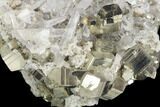 Gleaming Pyrite and Quartz Crystal Association - Peru #126606-1